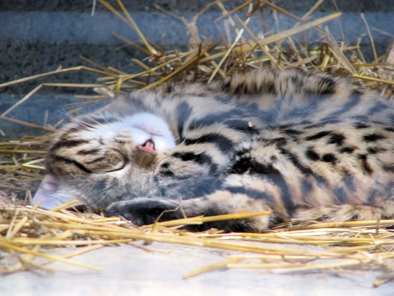 Black-FootedCat.jpg