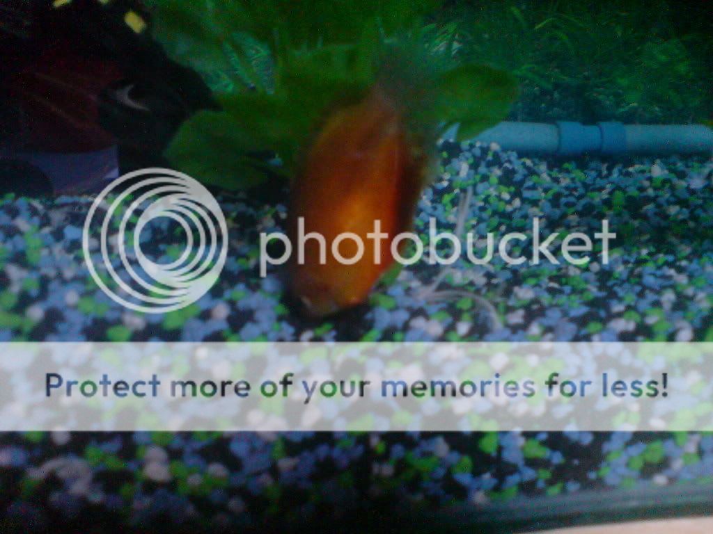 DSC00067.jpg