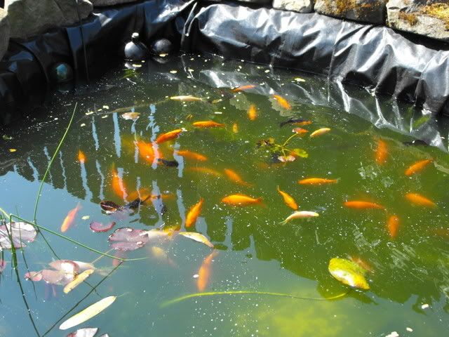 2010_0522goldfish0003.jpg