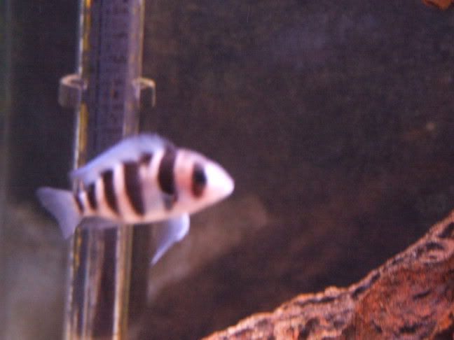2006_04272weekbetta0013.jpg