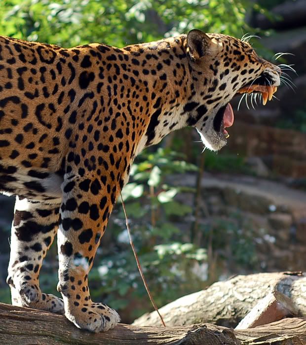 jaguar_06.jpg