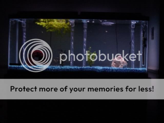 newtank5.jpg