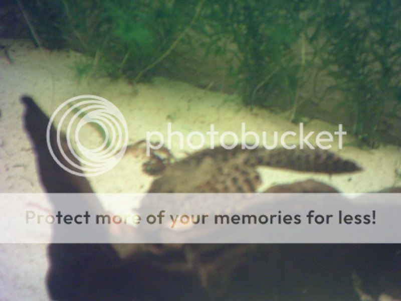 digicam155.jpg