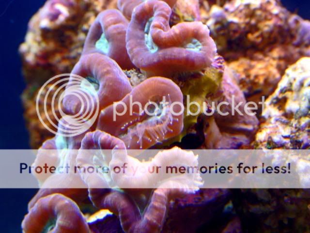 2009_0524Reef0018a.jpg