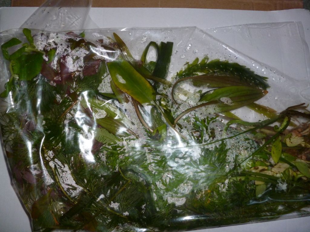 P1000412.jpg