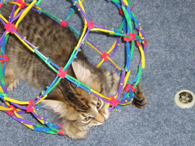 Catballfun006.jpg