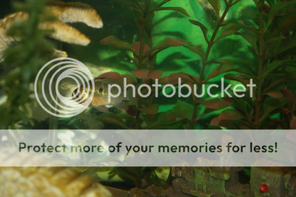 aquariums112.jpg