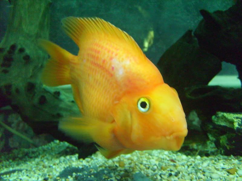 S7300318.jpg
