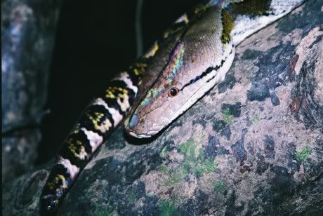 12snake.jpg