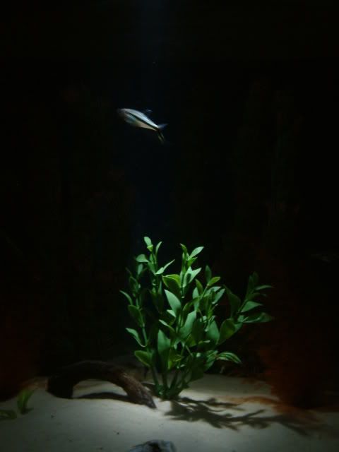 DSCF0048.jpg