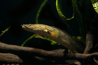 Polypterus mokelembembe – Tag my Fish