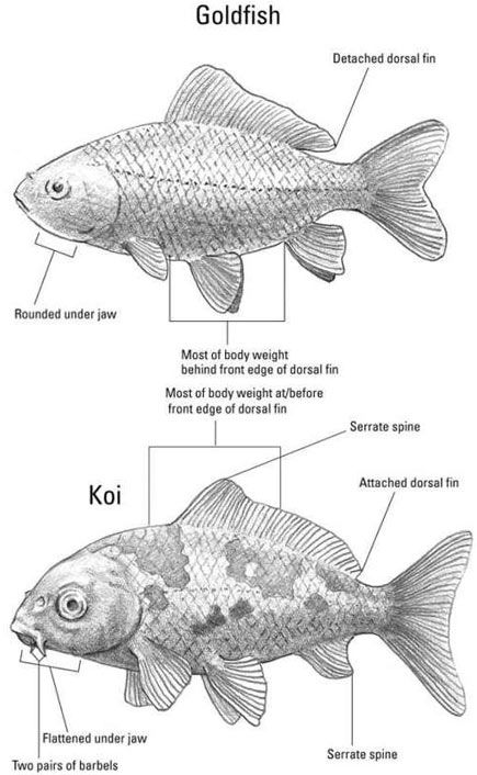 goldfish-koi+comparison.jpg