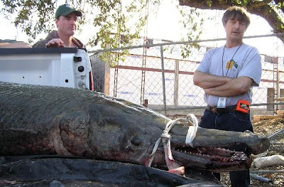 largest+alligator+gar+ever+net.jpg