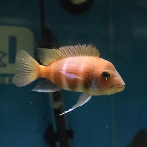 aquariumfishdepot.com