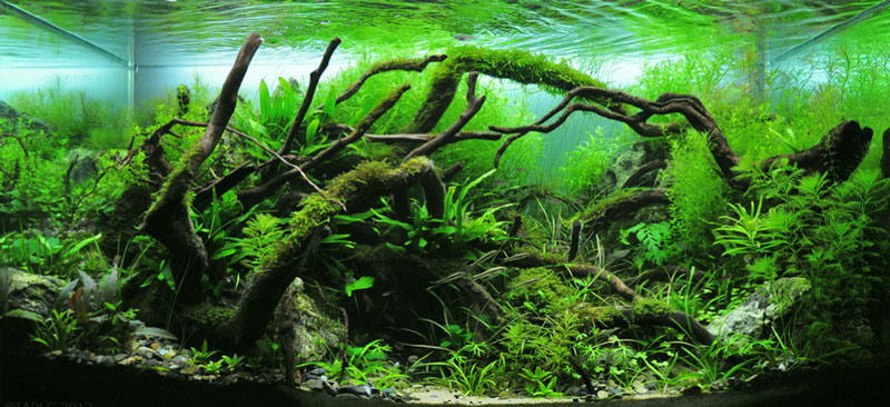 aquascape4.jpg