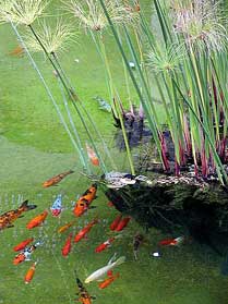 fishes-in-pond.jpg