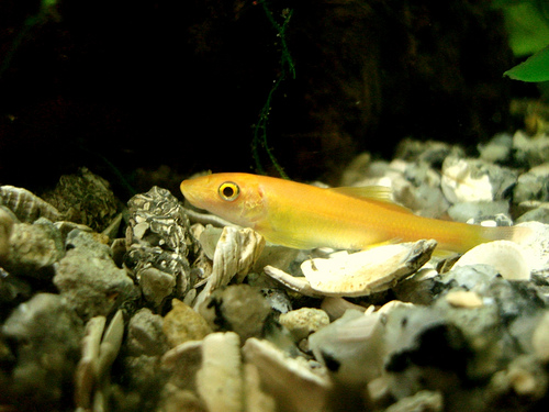 golden-chinese-algae-eater.jpg