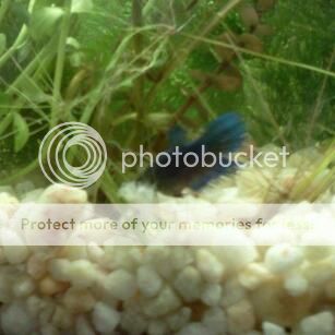 IMG_20150926_110748-1_zps0cdn8zfl.jpg