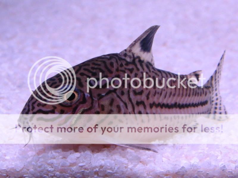 TankPics272.jpg