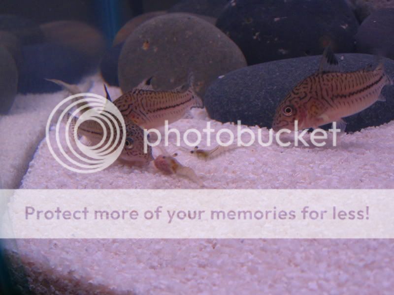TankPics317.jpg