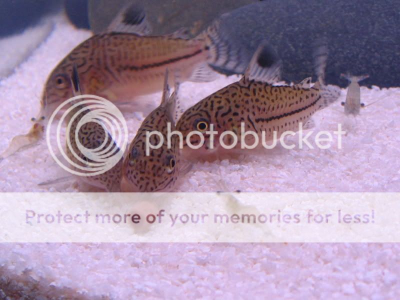 TankPics320.jpg