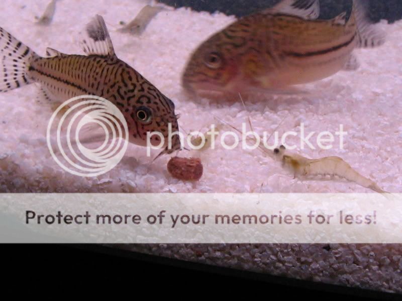 TankPics329.jpg