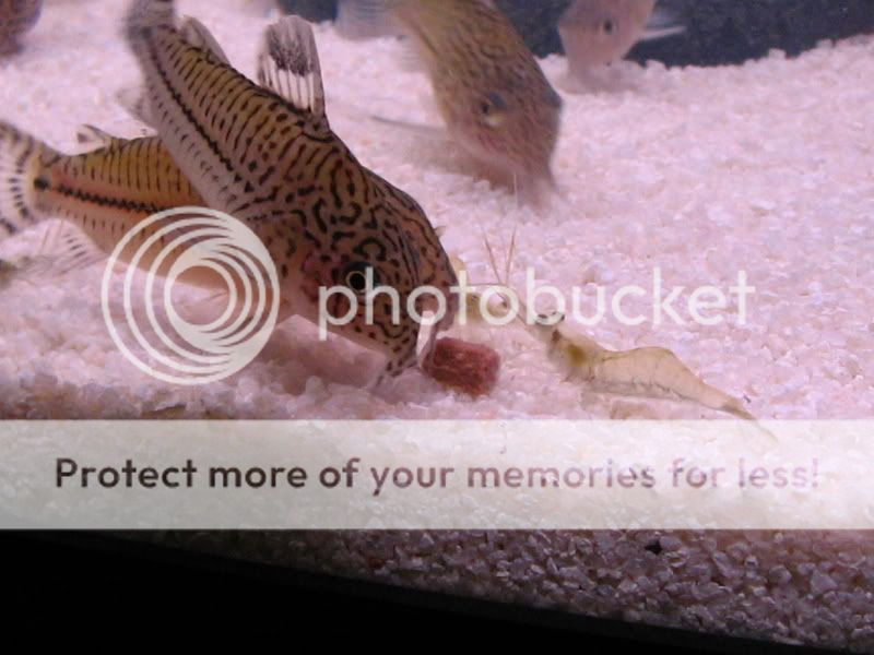 TankPics330.jpg