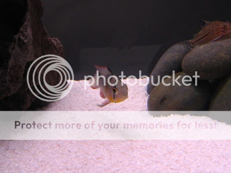 TankPics388.jpg