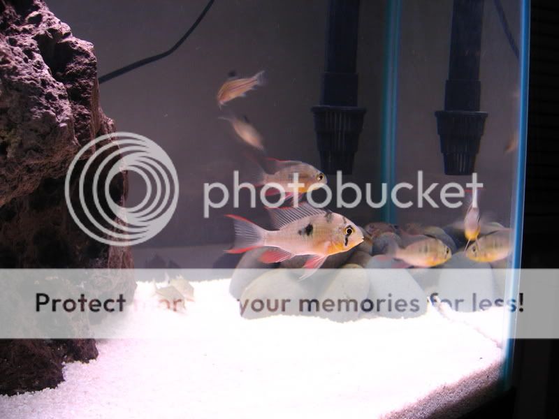 TankPics423.jpg