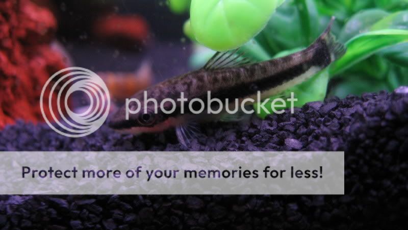 TankPics087.jpg