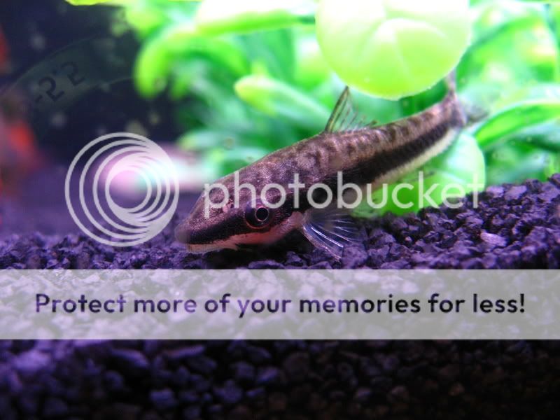 TankPics099.jpg