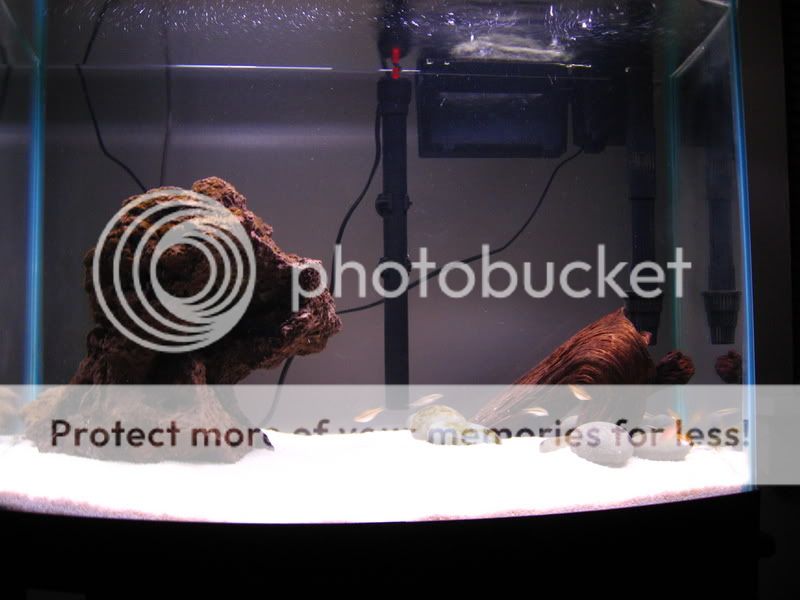TankPics539.jpg