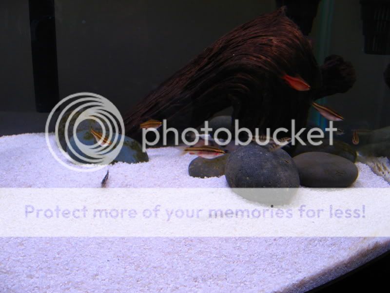 TankPics608.jpg
