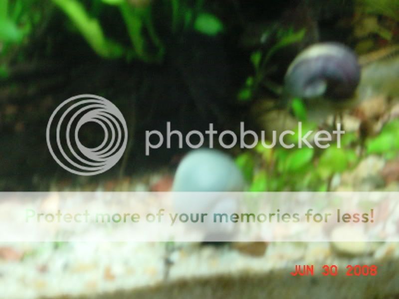fish123.jpg