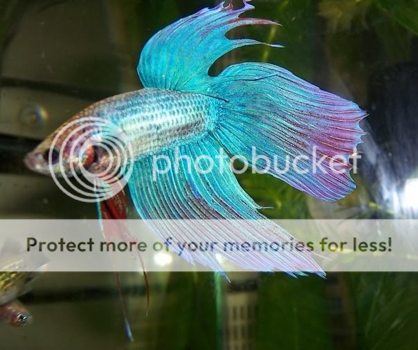 betta3.jpg