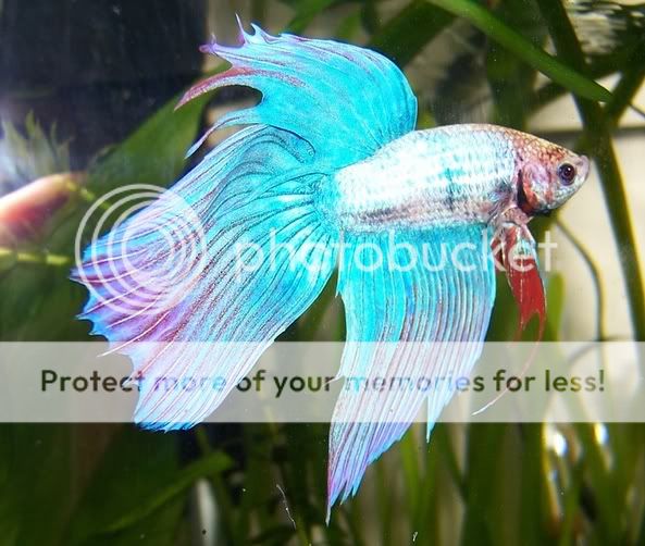 betta4.jpg