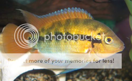 110307rainbowcichlid.jpg