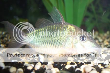 120307brochis.jpg