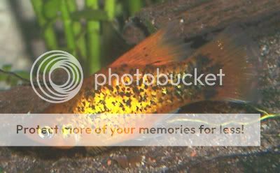 120307hifinplaty.jpg