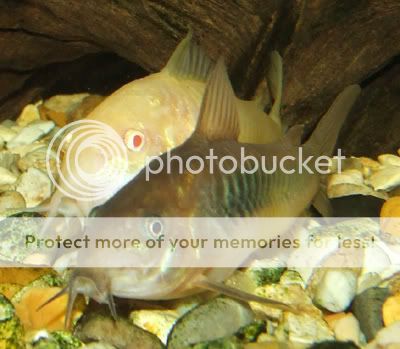 121206coryaeneus.jpg