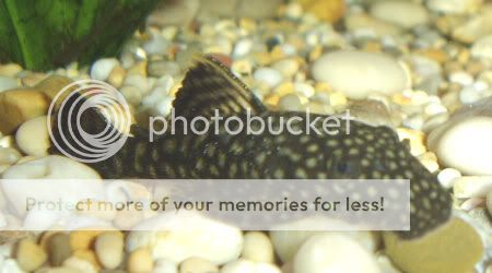 130806bristlenose.jpg