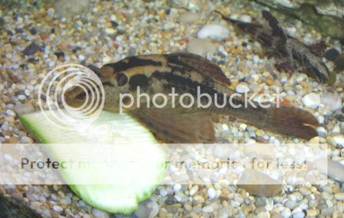 130806rustywhiptail.jpg