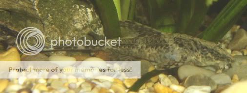 130806whiptail.jpg
