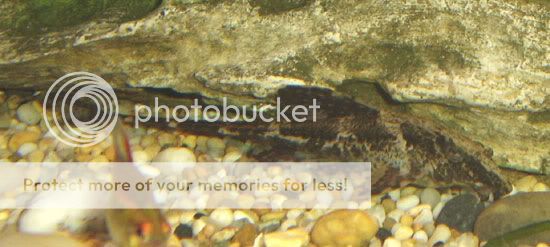 130806whiptail1.jpg