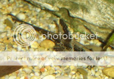 130806whiptail2.jpg