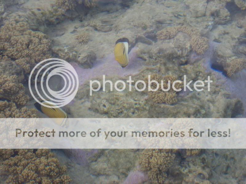 ButterflyFish.jpg