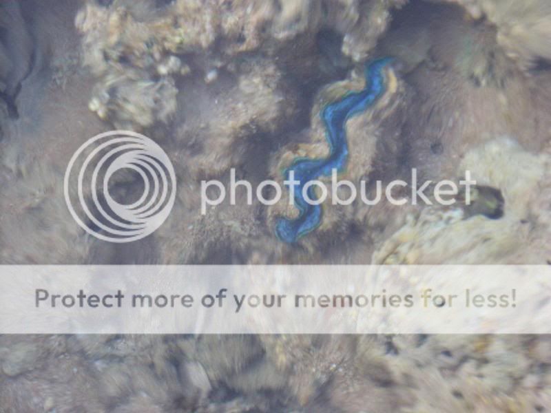 GiantClam.jpg