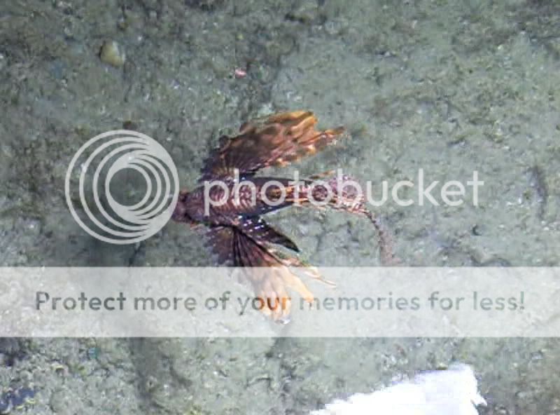 LionFIsh.jpg