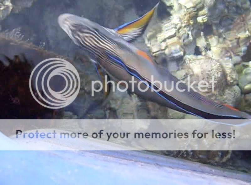 SurgeonFIsh2.jpg