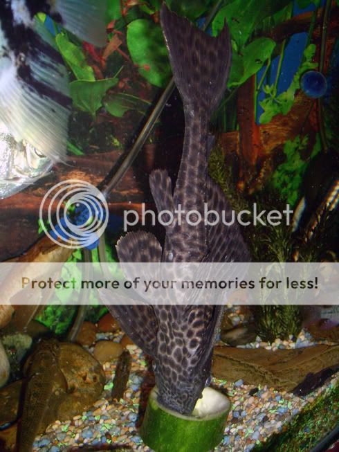 pleco.jpg